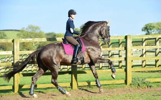 stotfold_gallop